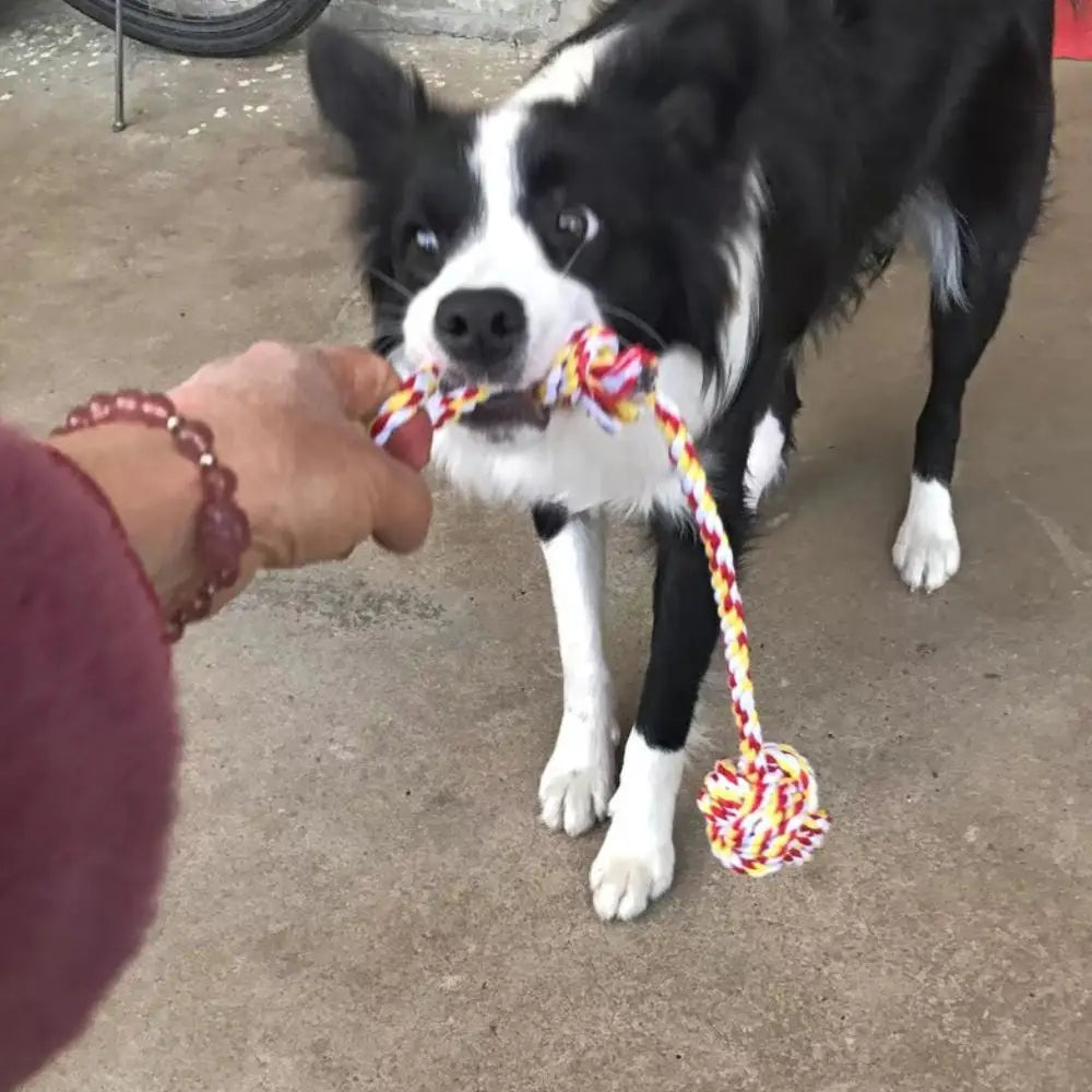 1pc Pet Durable Toy Knot Rope Chew Toy for Dogs & Cats Interactive Teeth Cleanning Dog Supplies Random Color