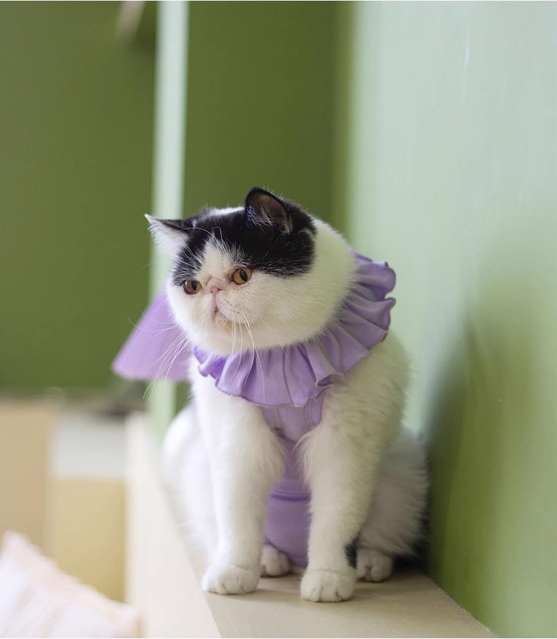 Sweet Cat Recovery Suit-4